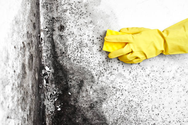 Best Mold Testing and Inspection Services in Oak Hills, OR